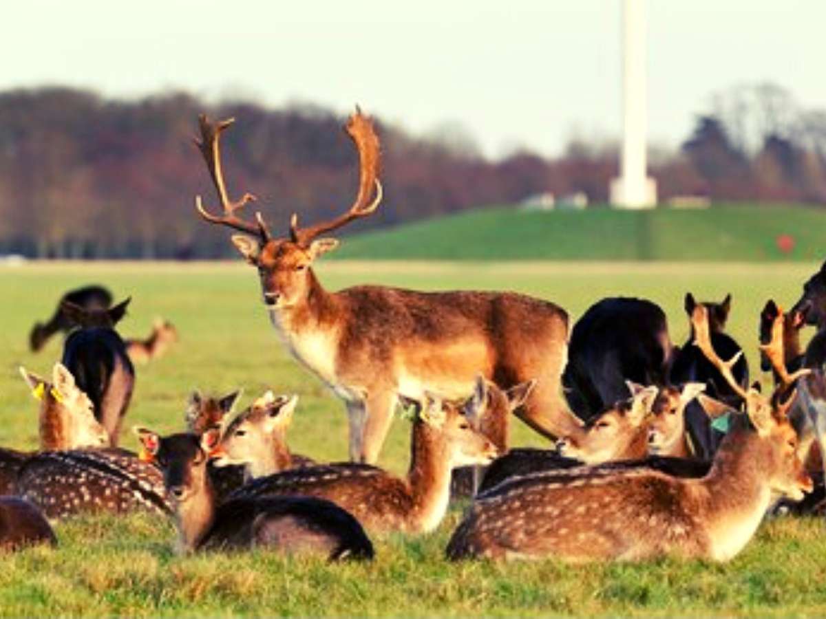 Explore Phoenix Park And Try To Find The Wild Deers That Live There 